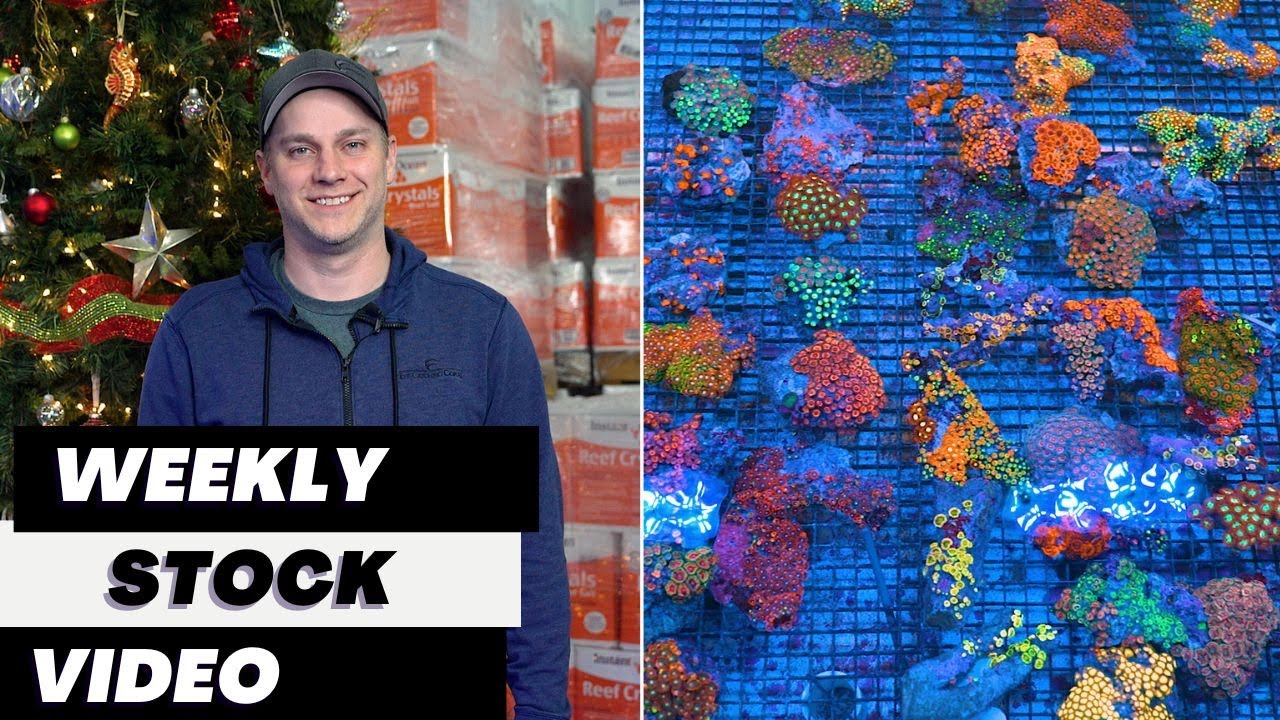Ep. 111: Eye Catching Coral Weekly Stock Video 12.26.25