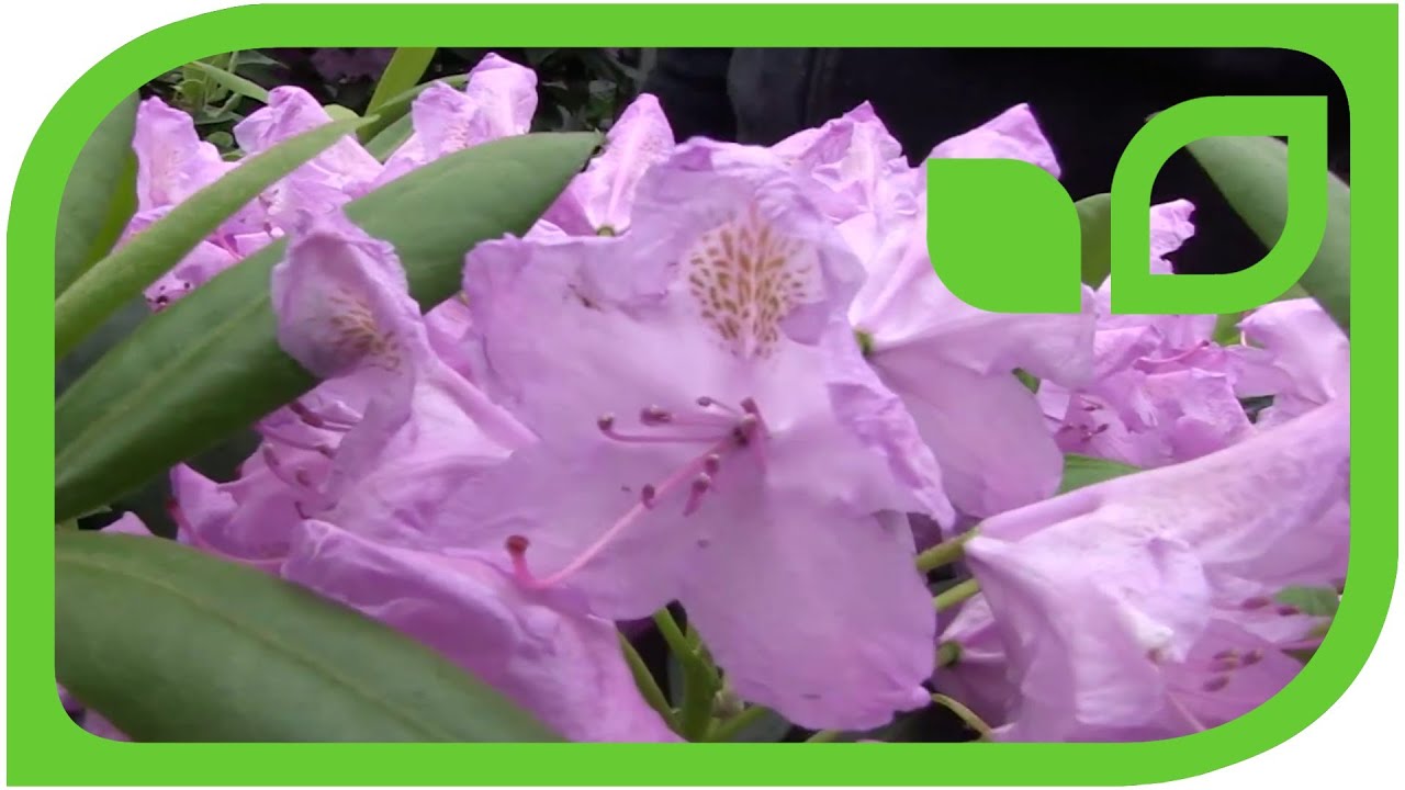 Merkmale der Rhododendron Catawbiense Hybriden
