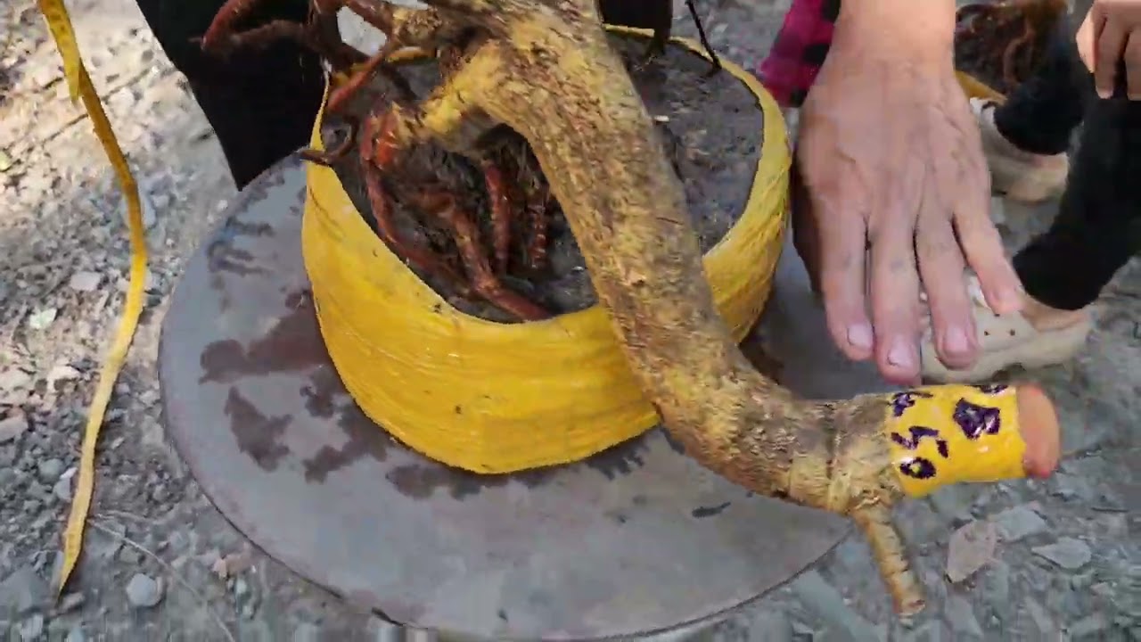 Mùng 3 Tết a Nên  0918818355 v 0328438848 mai phôi bonsai đẹp giá rẻ