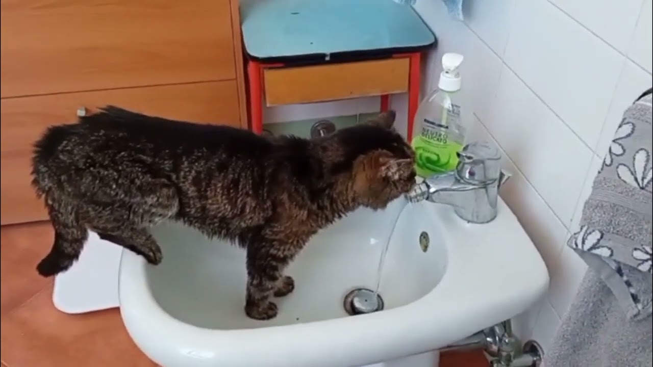 Коту 90 лет