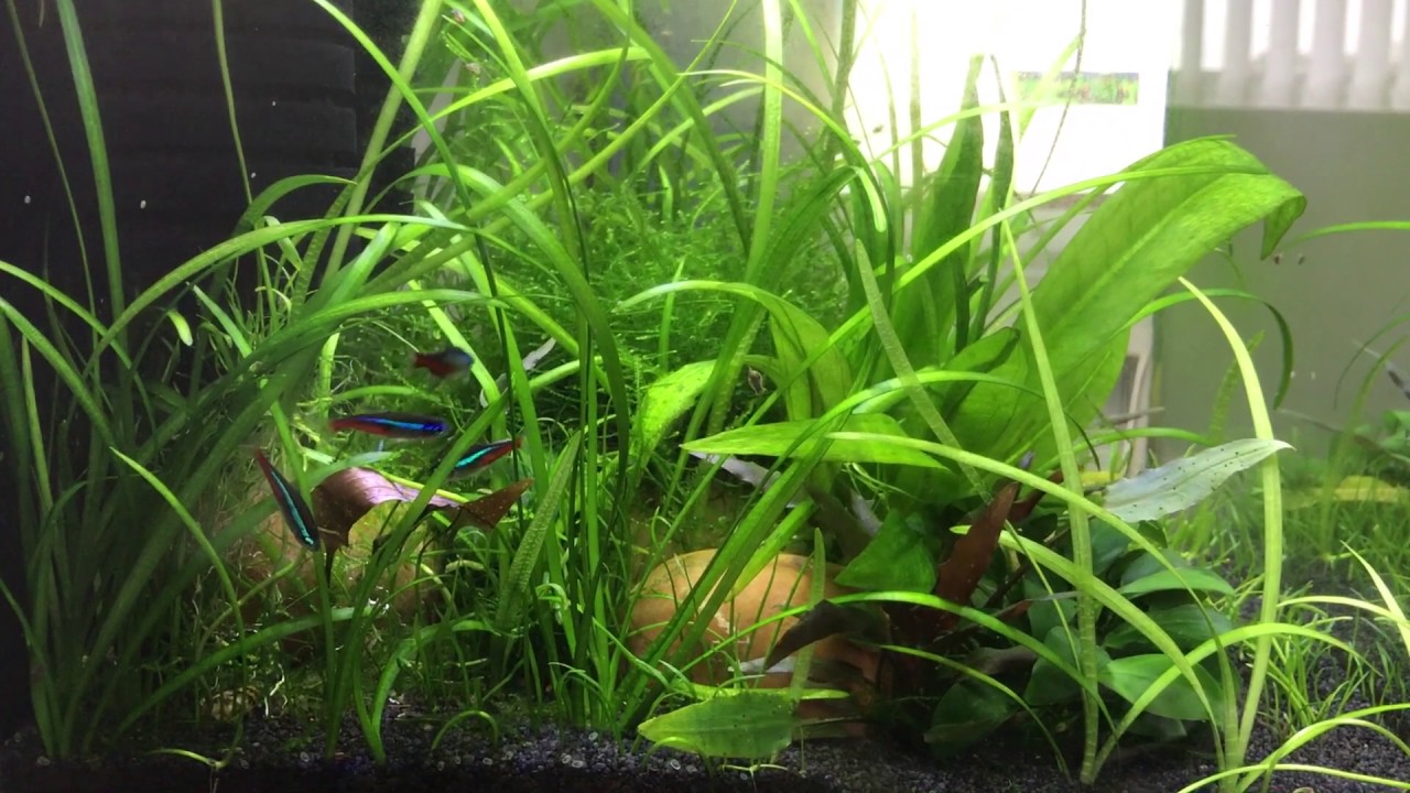 Last video of the Dennerle Shrimp tank before I tear it down