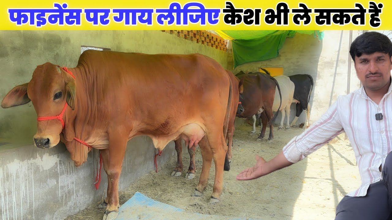 घर बैठे लीजिए डेयरी गाय फाइनेंस और कैश दोनों ऑप्शन उपलब्ध ! Prayag dairy farm