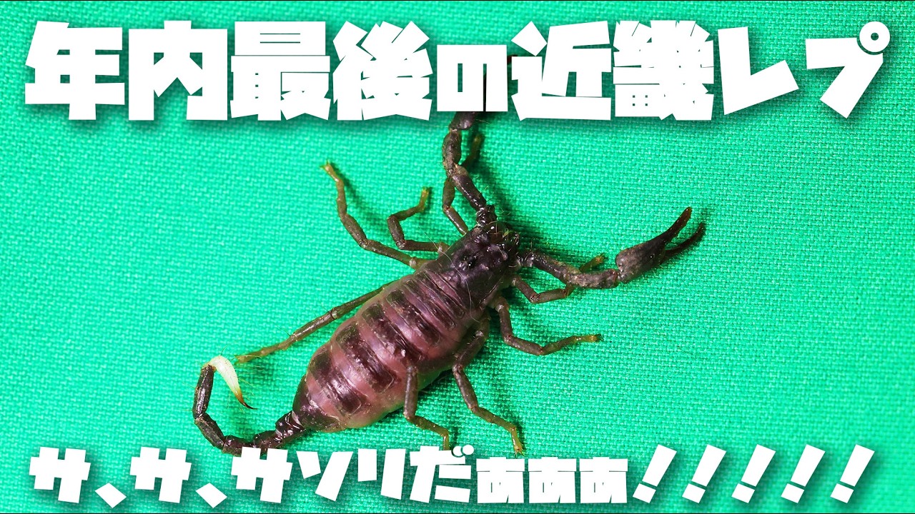 近畿レプ行ってきた