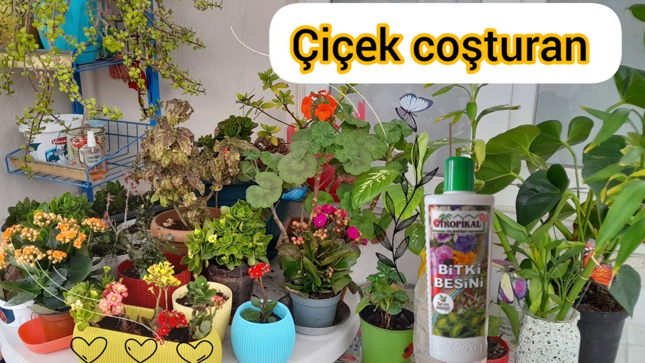 sıvı bitki besini nasıl kullanılır? Migrosta satılan bitki besini 🌿