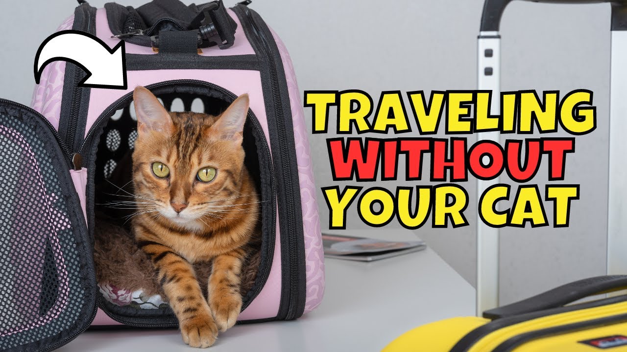 What to Do With Your Cat When You Travel | Options & Tips