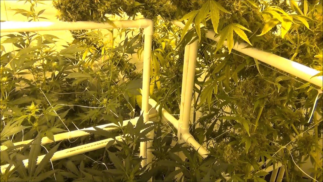Harvest   Kali Mist   Serious Seeds   09102013
