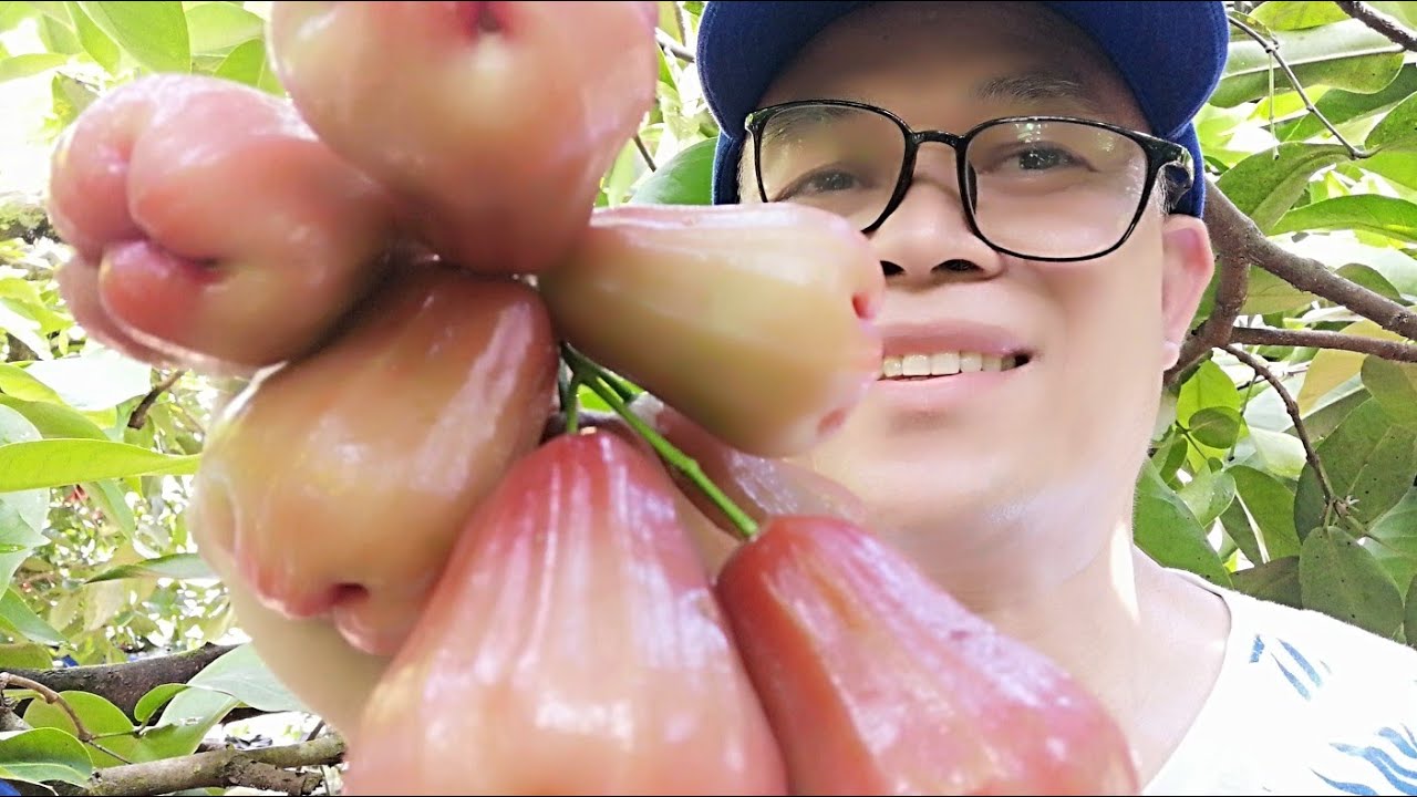 Harvesting Water Apple @ Rose Apple by Hand 💯 Village Life in Nature #fruits #waterapple #jambuair