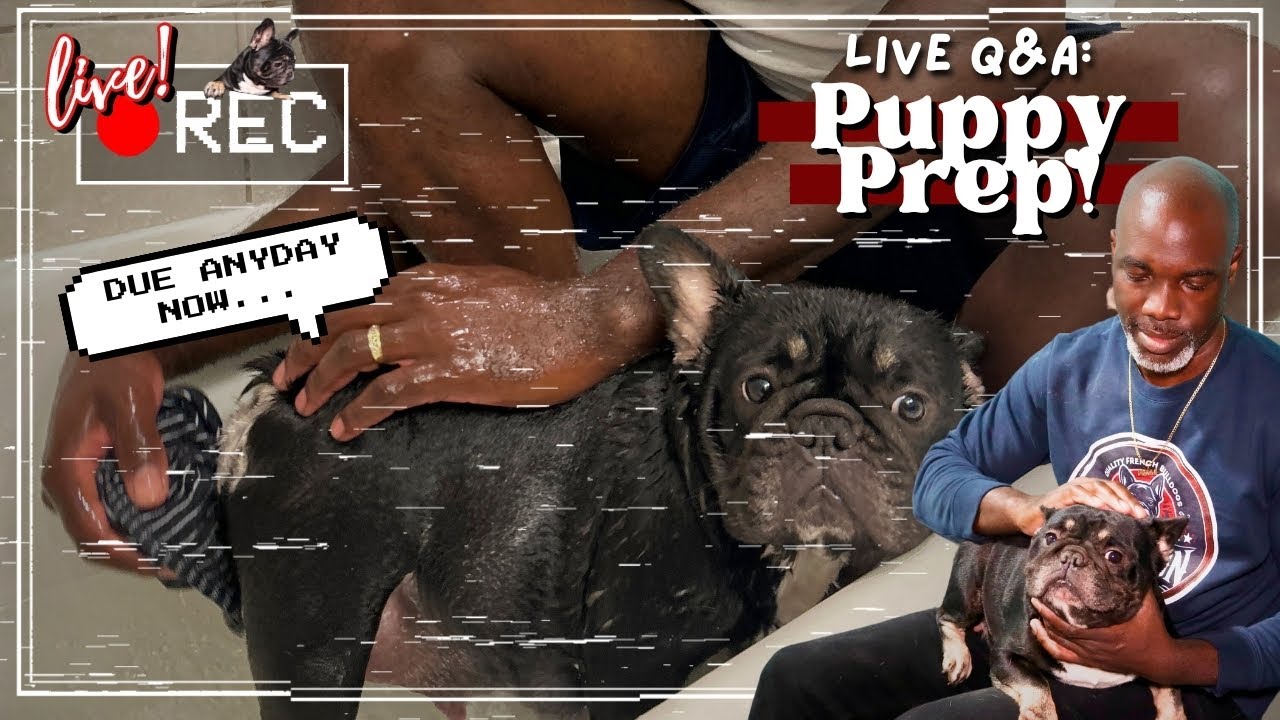 LIVE Puppy Prep: Dream Is Due with Her First FLUFFY LITTER Any Day Now!