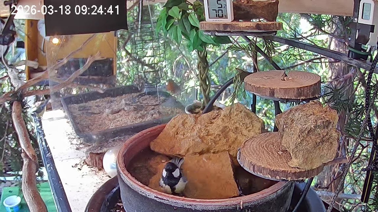 Ruhiger Morgen am Vogel-Spa (18.03.2026)