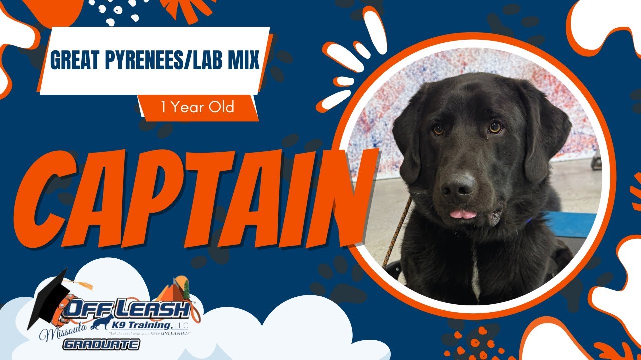 Captain - 1 Yr Old Great Pyrenees Mix | Best of Missoula Dog Trainers Off Leash K9 Training Missoula