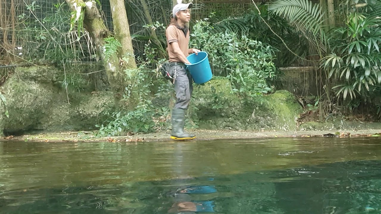 Singapore Zoo rare feeding show