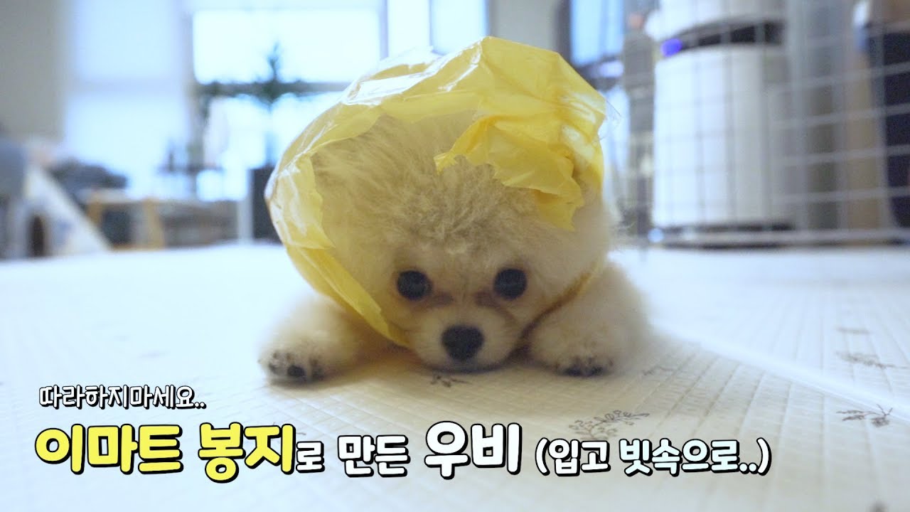 밤톨이 우비만들어서 산책가요 (ft.이마트봉지)