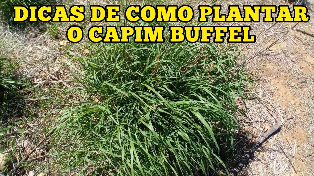 DICAS DE COMO PLANTAR O CAPIM BUFFEL