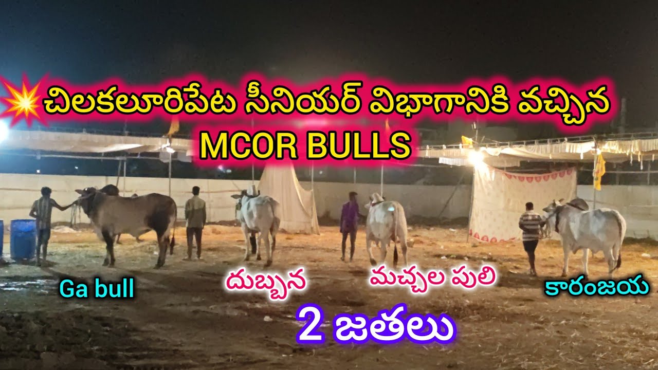 💥చిలకలూరిపేట సీనియర్ విభాగానికి వచ్చిన MCOR BULLS మార్తల చంద్రబాబుల రెడ్డి గారి 2జతలు 