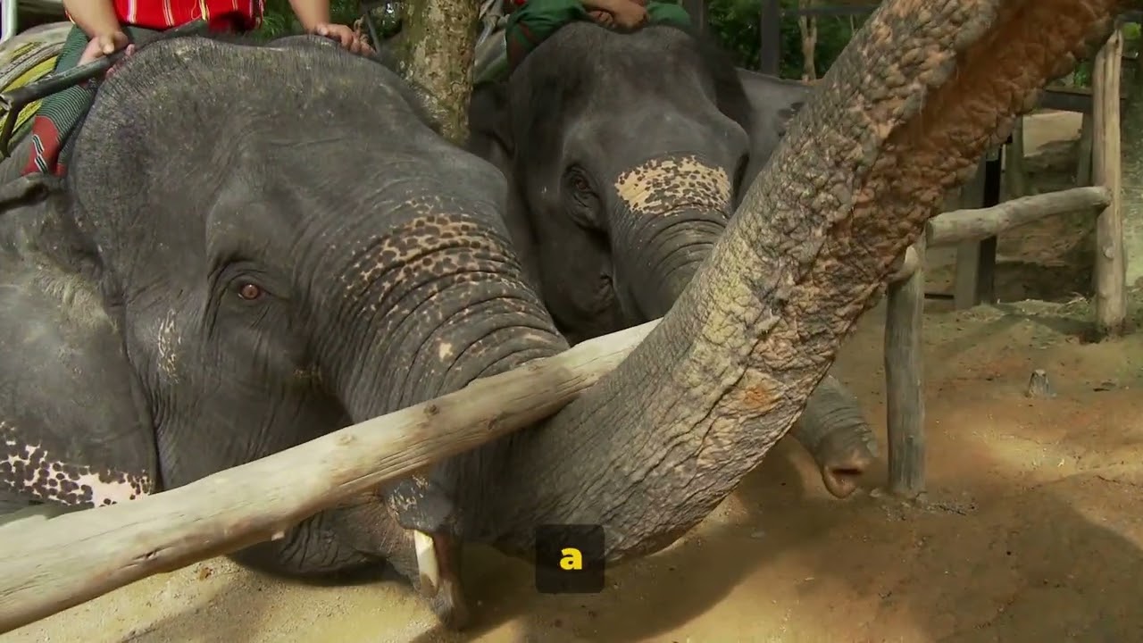 Whispering Giants The Silent Language of Elephants | BESTIAL FACTS