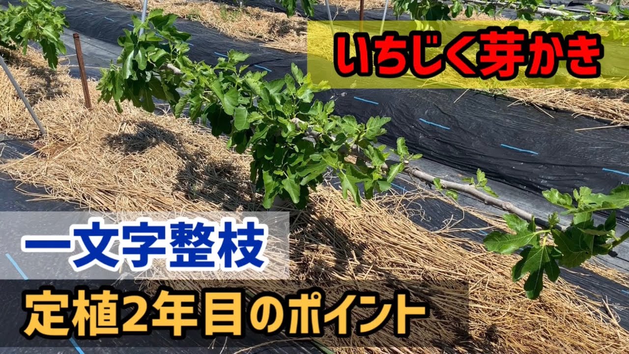 【いちじく栽培】ルーティン管理、定植2年目の芽かきのポイント！