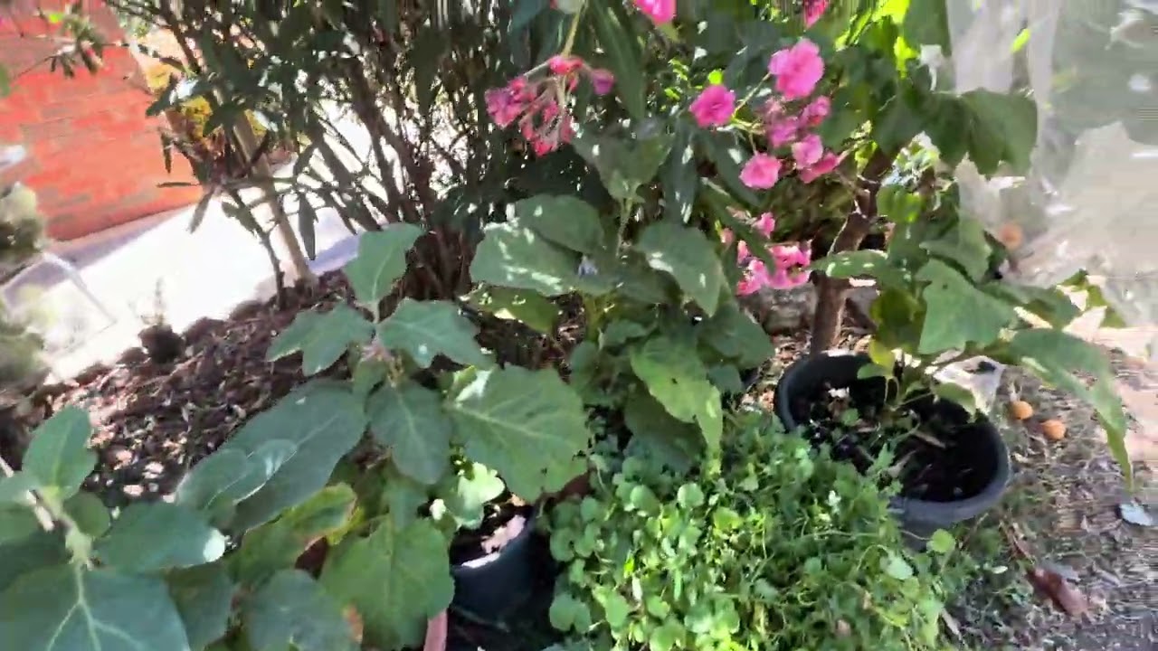 අද හරි රස්නෙයි  තක්කාලි  ටිකක් කඩන්න හොද වෙලාව