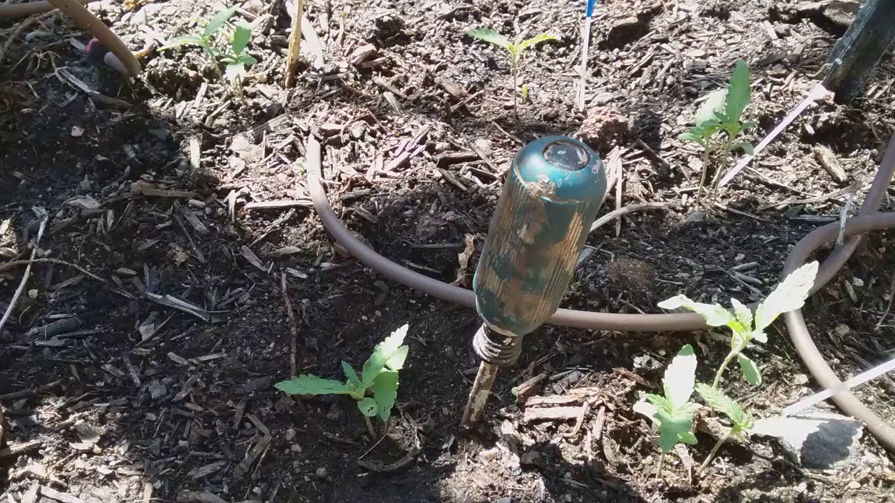 Outdoor cannabis grow SoCal 2019 vol 2 (4/26)