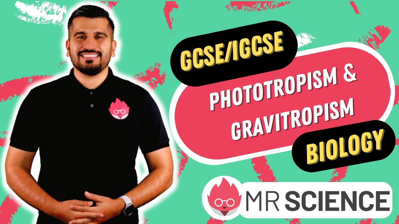 Phototropism & Gravitropism | Plant responses | IGCSE |GCSE | Mr Science 8K