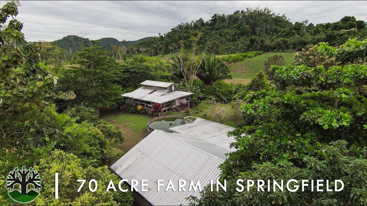 70 Acre Farm in Springfield, Belize | 15 minutes from Hummingbird Highway