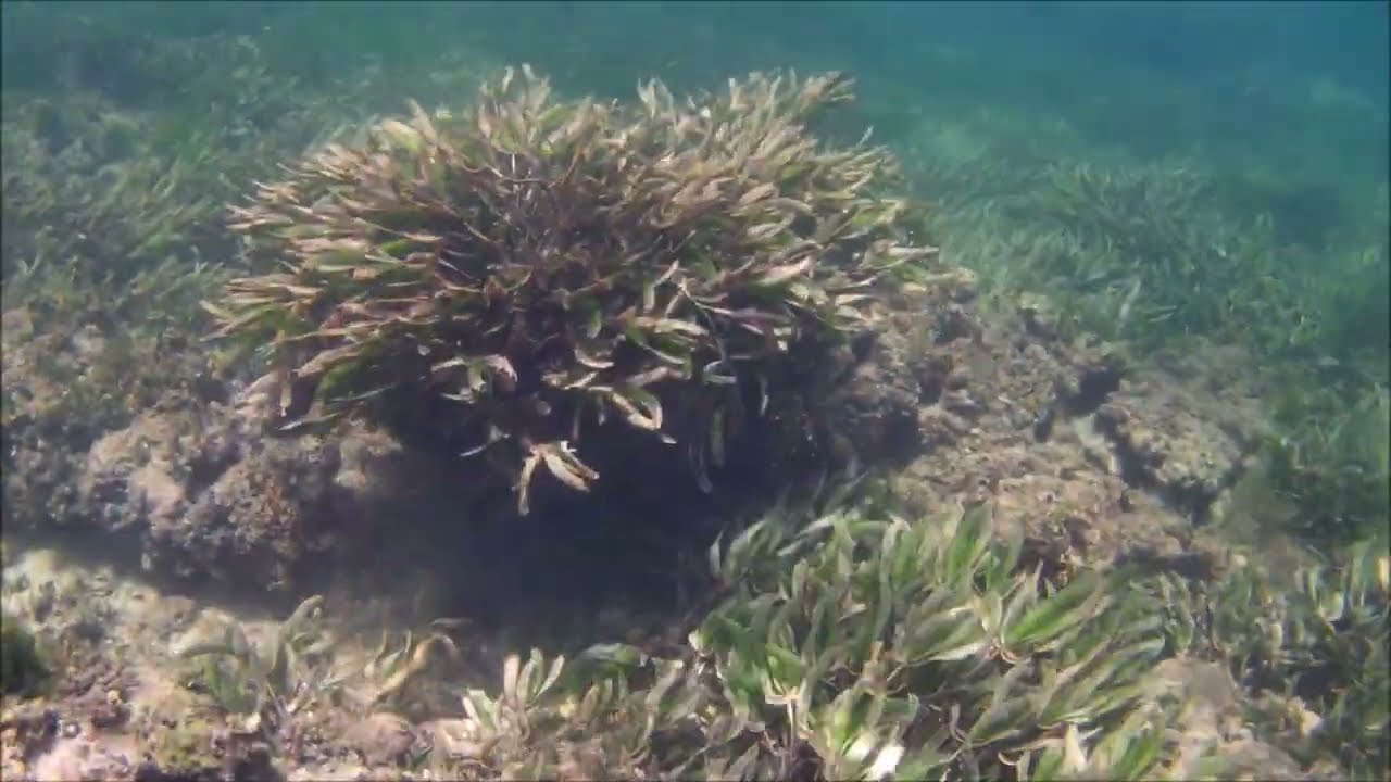Kenia Mombasa, snurkowanie na plażach Mombasy, luty 2026