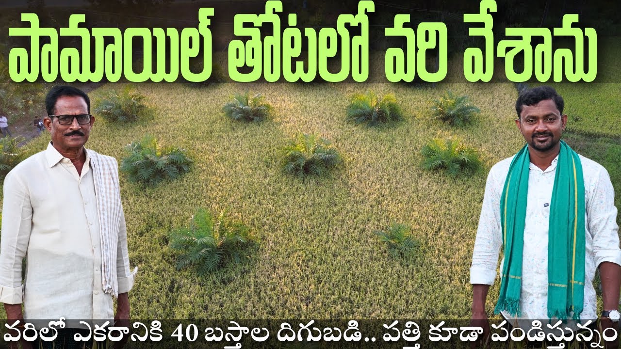 Oil Palm లో అంతర పంటగా వరి | Paddy in Palm Oil Field