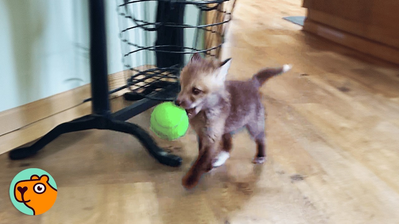 Couple Saves a Baby Fox, Now She’s Their Personal Tornado | Cuddle Buddies