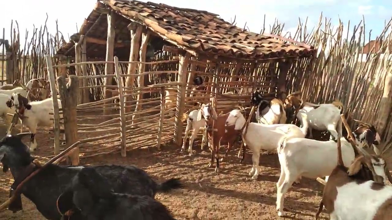 Chegada das cabra