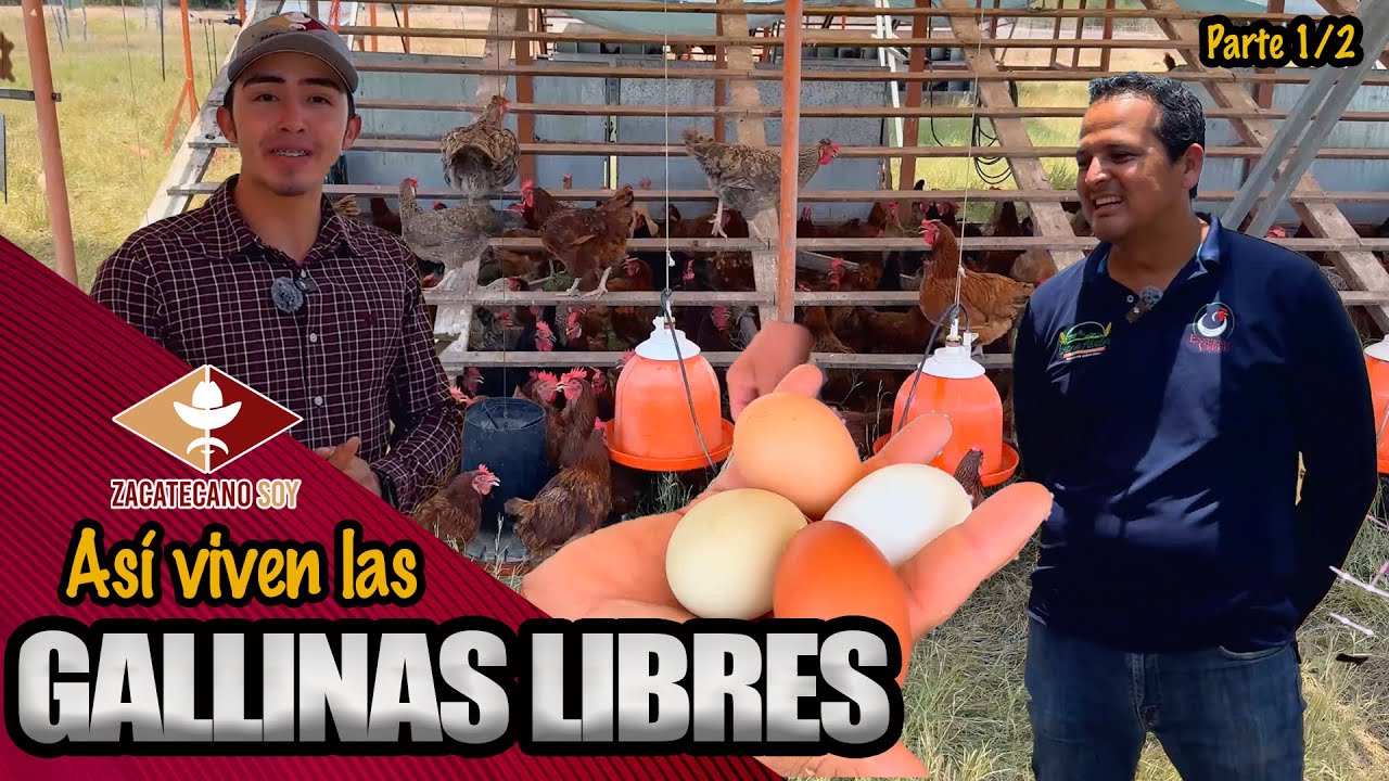 GALLINAS ÓRGANICAS en la costa de Mazatlán