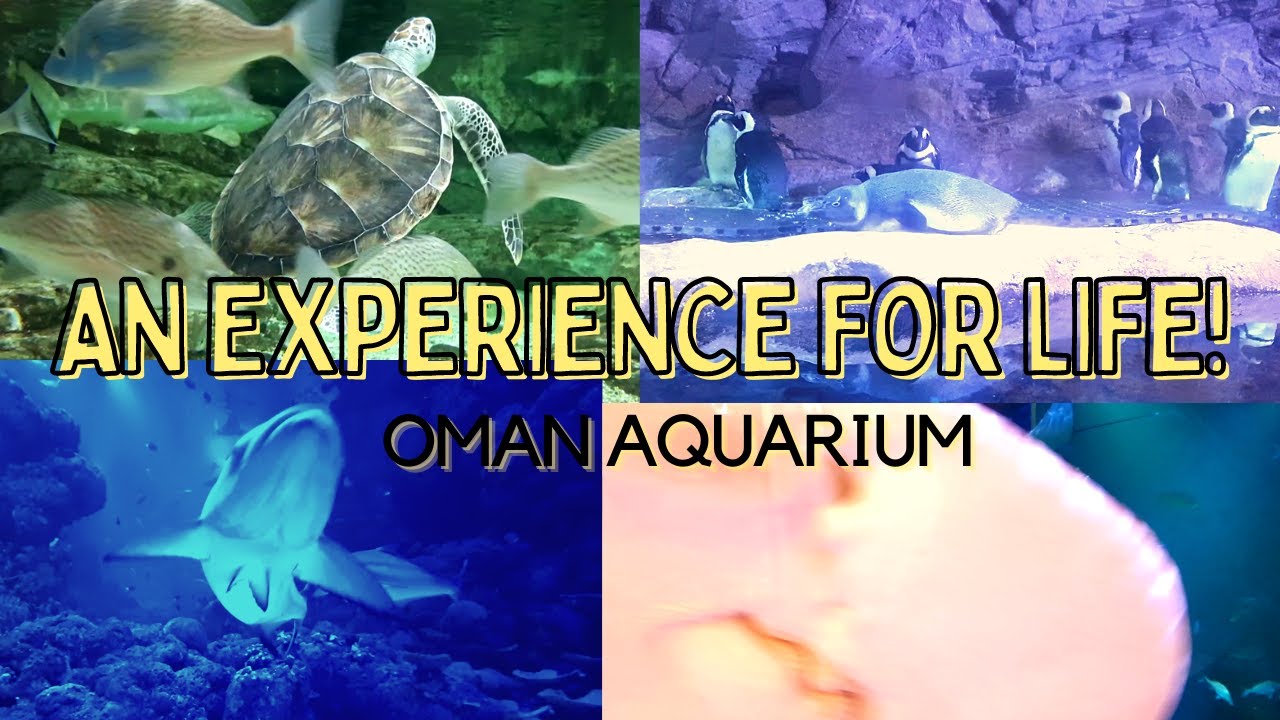 UNDERWATER OMAN AQUARIUM 🐊🐧🐡🦈🐠🐍 | AQUARIUM IN MUSCAT OMAN | MALL OF MUSCAT SEEB