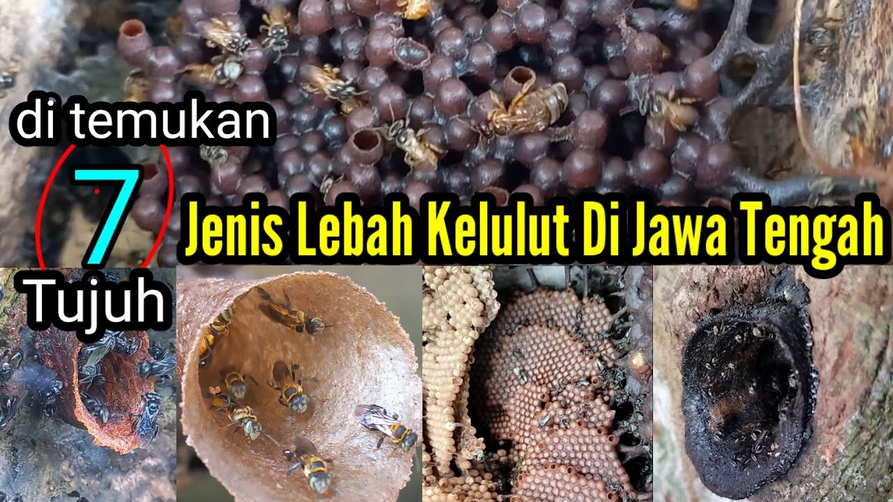 jenis jenis lebah trigona yg ada di jawa tengah. 