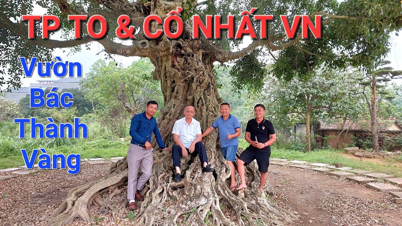 SỞN GAI ỐC trước TP cây SANH CỔ GIÀ NHẤT VN & TO NHẤT VN của bác THÀNH VÀNG TP Việt Trì - PT .