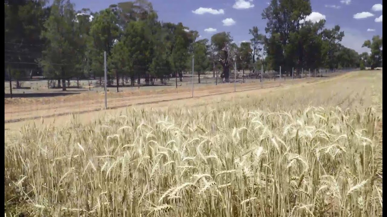 Cropping benefits from Waratah exclusion fencing - short