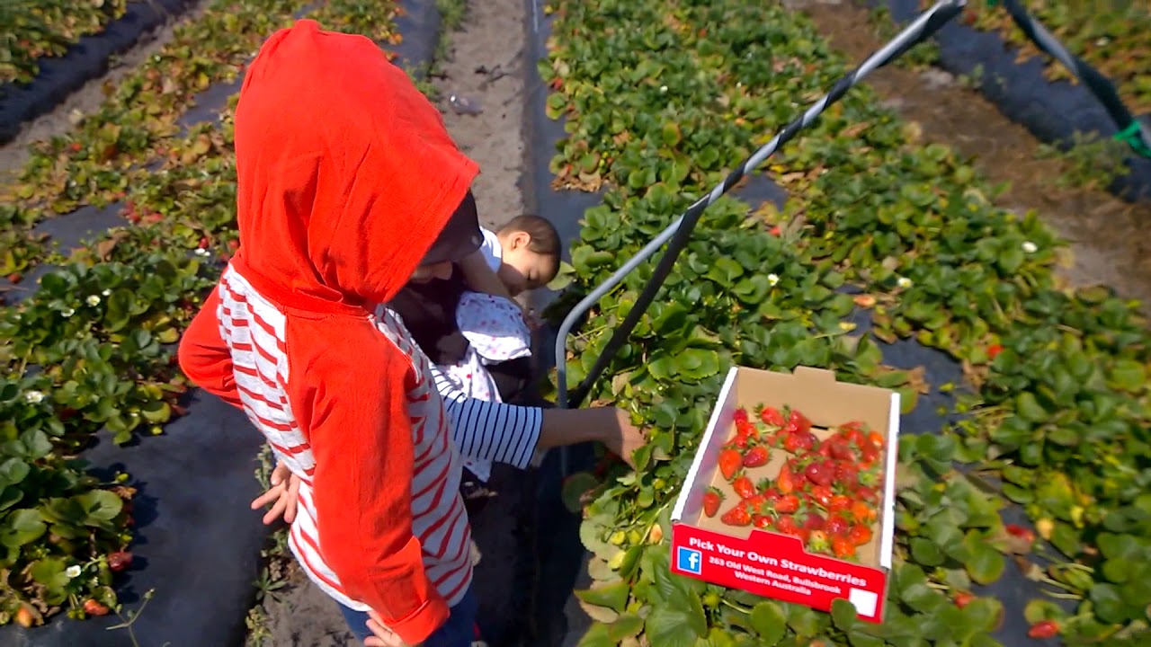 Picking Strawberry At Bullsbrook Perth - Western Australia