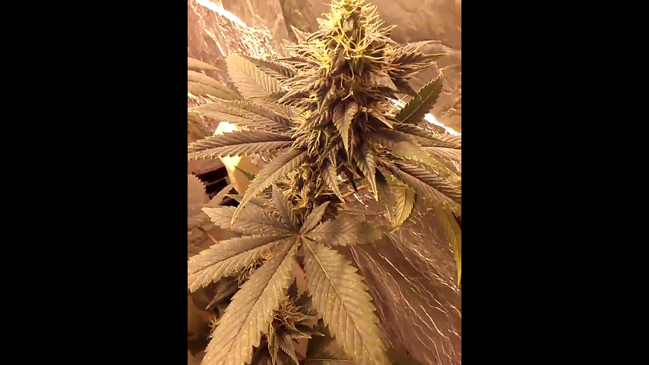 Poor mans grow