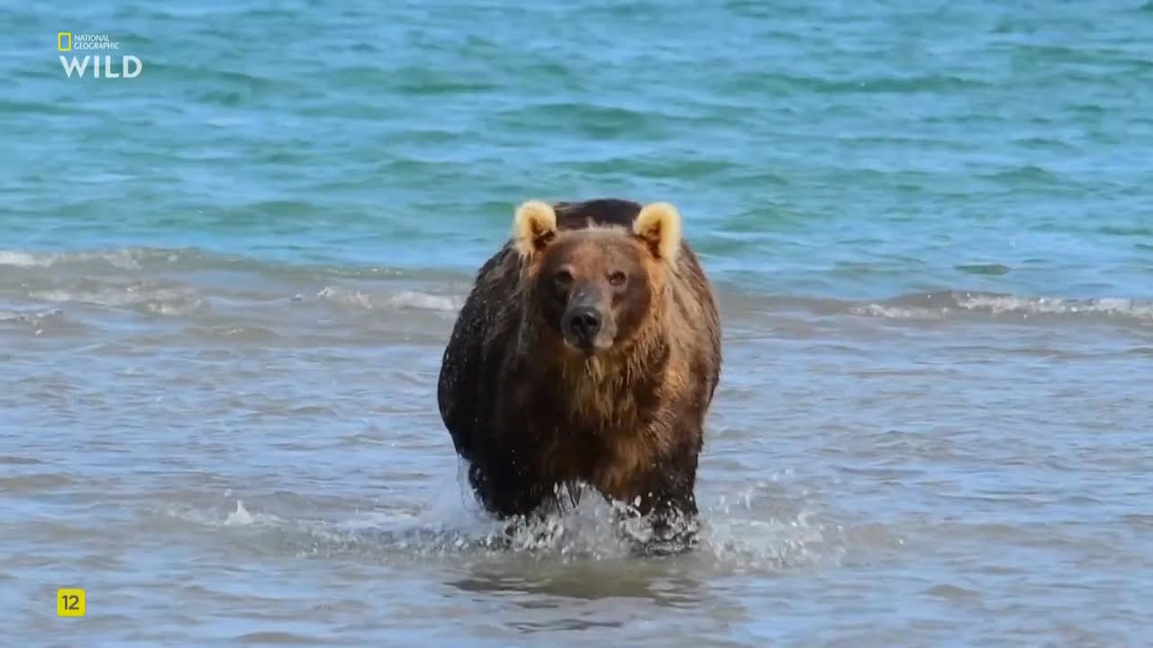 Самые странные животные Азии, 3 эп. Восстание мутантов.