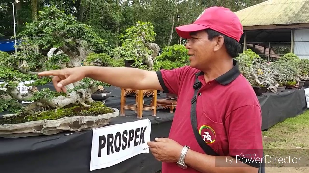 Kontes bonsai PPBI cabang Tabanan: info penting seputar bonsai