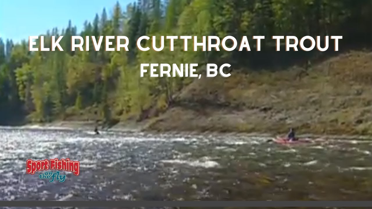 FLY FISHING: ELK RIVER CUTTHROAT TROUT