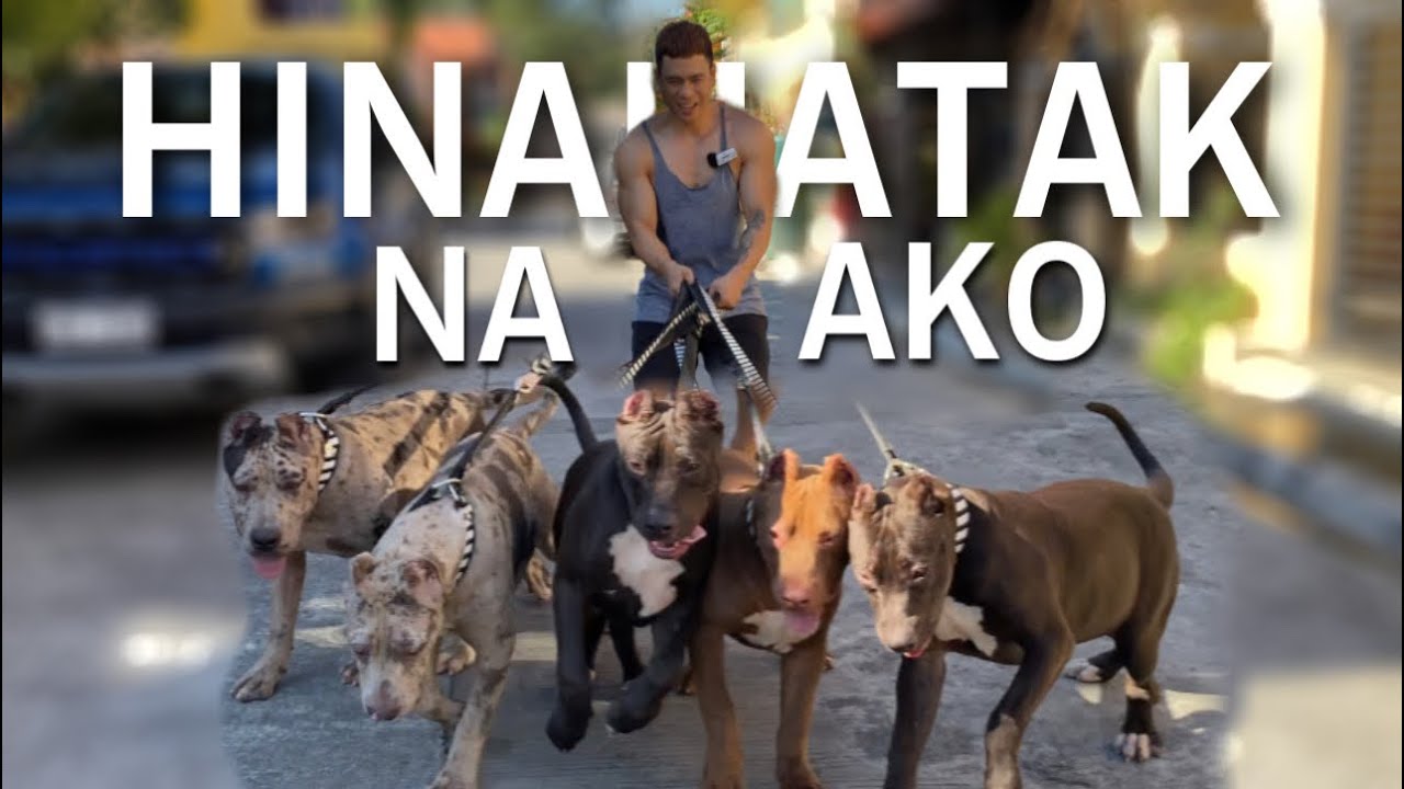 KAILANGAN HEAVY DUTY! TEACHING MY DOGS TO WALK WITH LEASH &bull; Sam Walastik