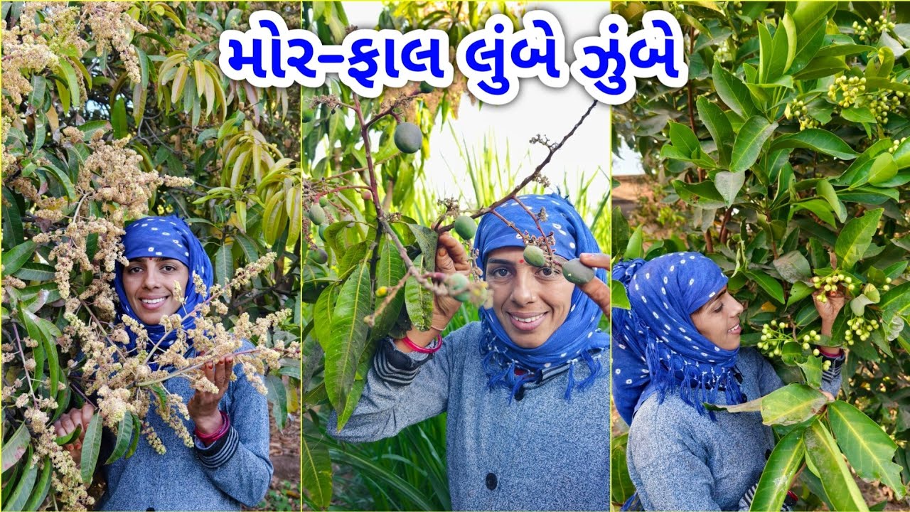 કેરી, જાંબુ ને સંતરા ની શરૂઆત || અઢળક મોર || JSK Life 1326