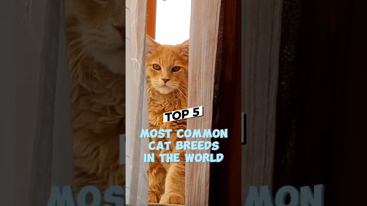 Top 5 Most Common Cat Breeds in the World! (Number 1 Is Over 50%!)#catbreed #catlovers