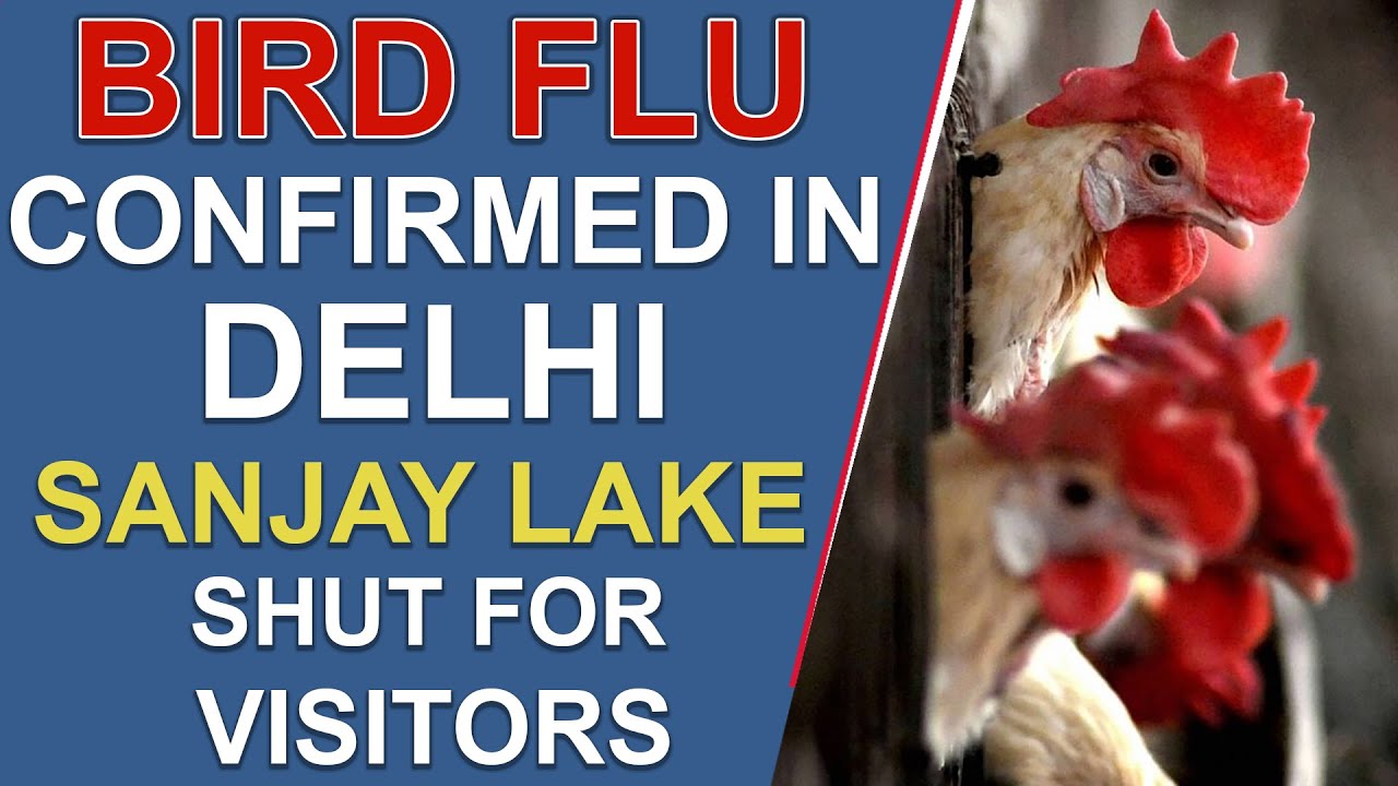Bird Flu Confirmed In Delhi | Sanjay Lake Shut For Visitors| Hybiz