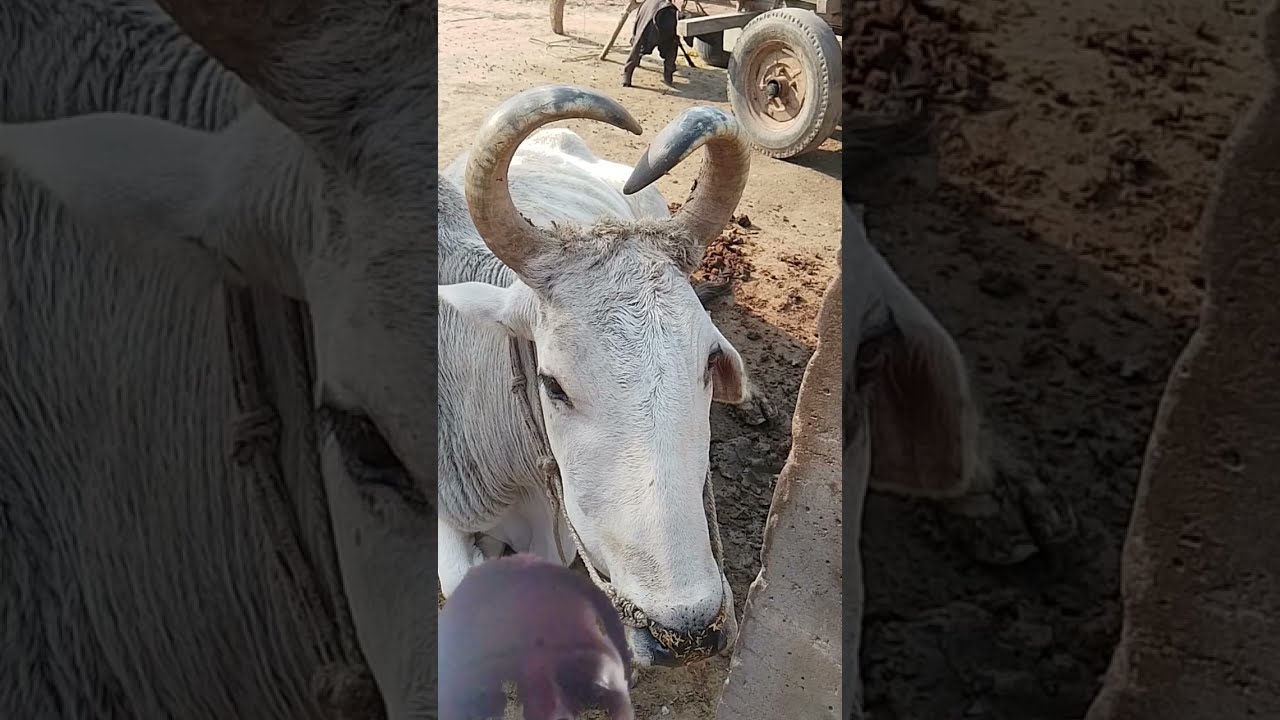 जय गौ माता जय माँ गायत्री #viral#trending#cow#youtube#gaytri cow hardoi #hardoi