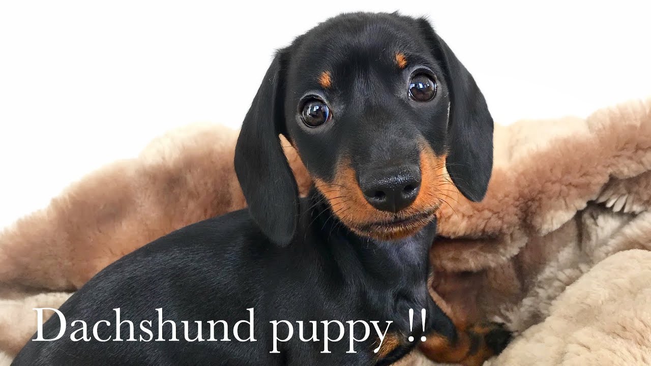 Dachshund puppy! 8 weeks old.