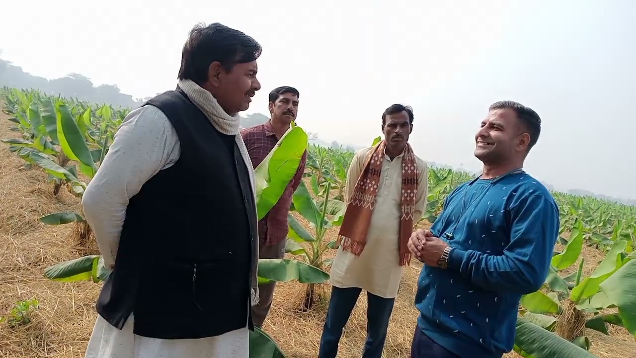 4012-up kela kheti Rahul Jawan ke sath 9407038222 किसान पाठशाला BALRAM KISAN