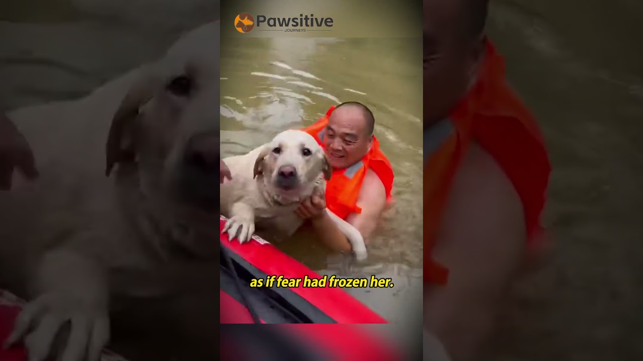 Three Days in the Flood A Dog Waits for Her Owner #rescuedog