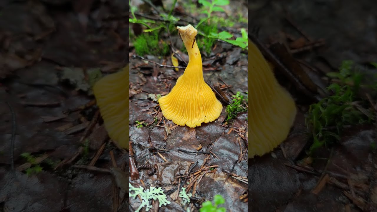 Лисичка обыкновенная .Cantharellus cibarius .