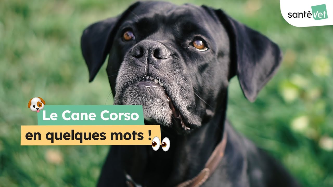 🐕 Race de chien Cane Corso : origines, caractère, besoins !