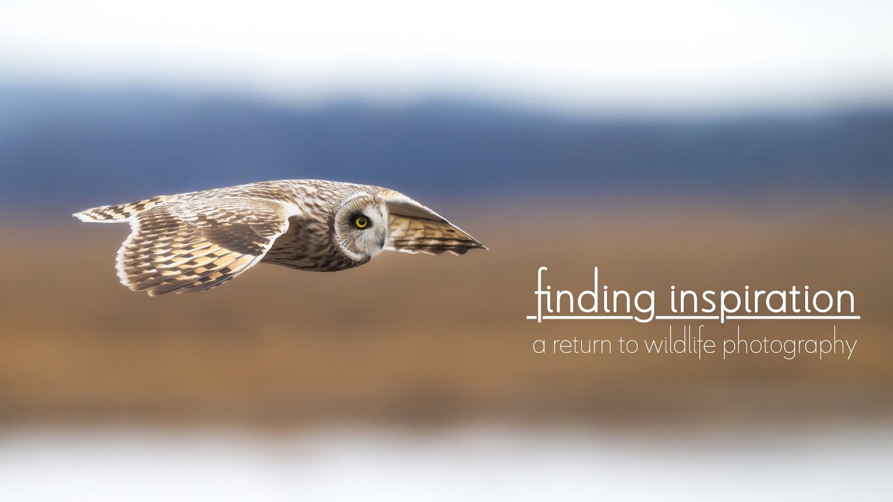 Finding Inspiration | New England & Texas Wildlife Photography
