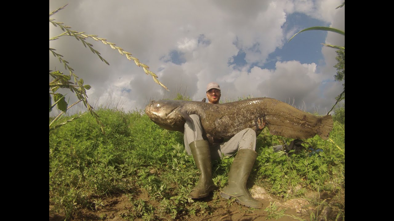 SILURO A SPINNING Glanis on grub GoPro 3 HD